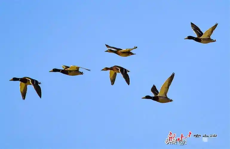 敦煌鸣沙山下百鸟飞翔_湿地_鸟儿_甘肃