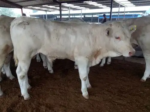 礼泉夏洛莱牛牛犊价格哪里有夏洛莱牛养殖场