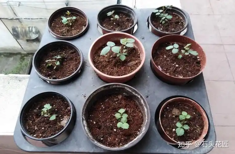 把盆栽放在通风温暖的阳台来养,20天左右,月季种子就能生根发芽