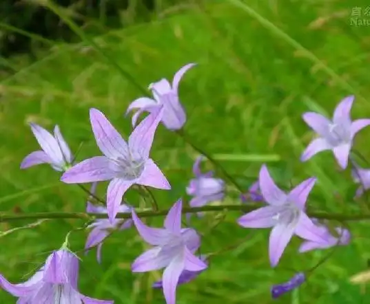 植物知识科普,小编带你了解新疆沙参