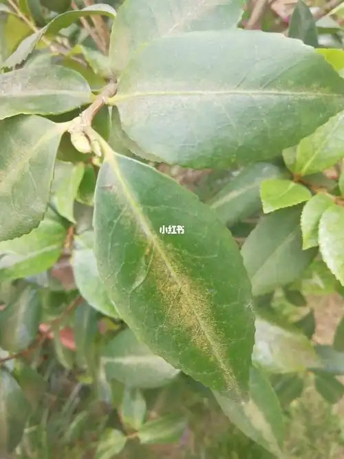 的茶花变成这样,连着两年没开花,今年另一棵香妃的叶子也变成这样了