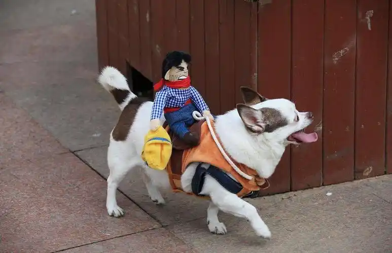 南京:"小人"骑狗逛校园引关注