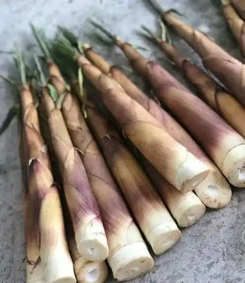 苦笋的做法与食用禁忌