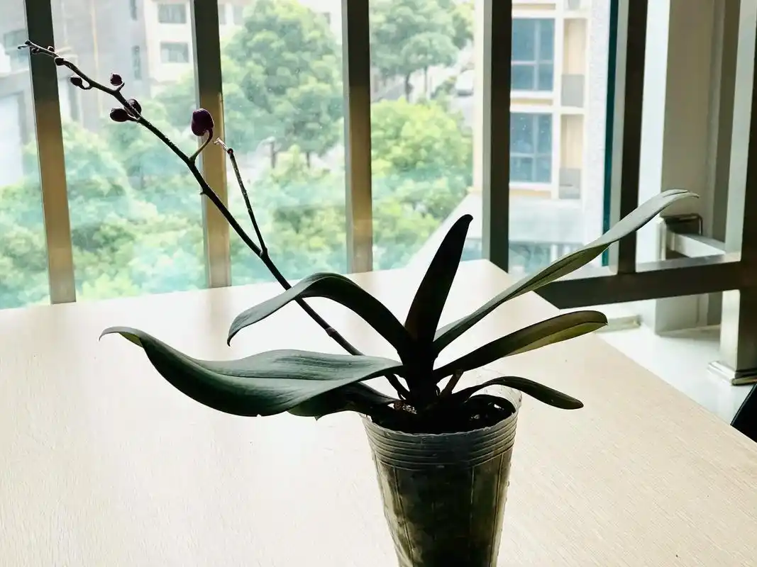 听,花开的声音.办公室里,去年的蝴蝶兰,花谢后有点恹恹的,将 - 抖音