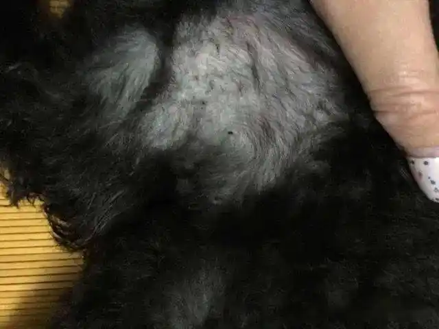 泰迪有这5种表现,说明寄生虫已经"登门入室"了_狗狗