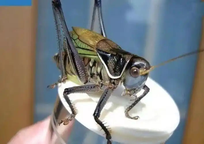 因为蝈蝈在不点药的情况下,也就是本叫蝈蝈的叫声会分为撕纸,本叫和酣