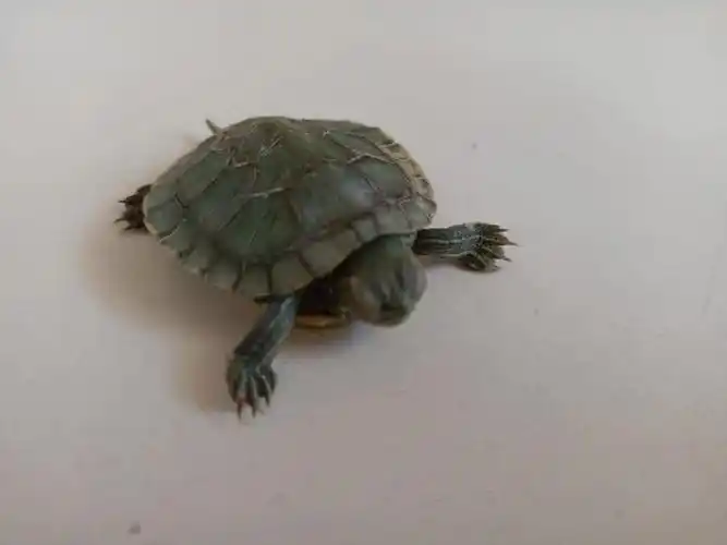 小乌龟不吃东西,壳上边上翘起来了怎么办