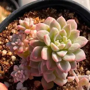 粉蔓锦多肉植物一物一拍多头群生多头粉色系【小李家多肉】