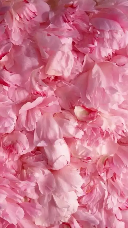 壁纸美好粉色系ins