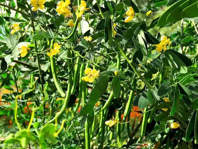 树上结豆角你见过吗