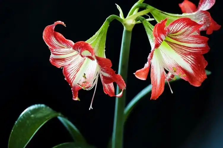 有一种花叫鹤顶红的花是什么样