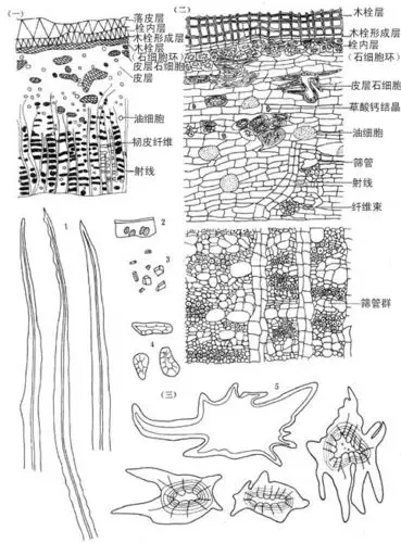 9)(二)皮横切面详图(×77)(三)皮组织解离图1. 纤维 2.筛板碎片 3.