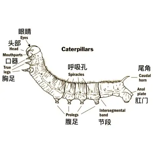突然想到虽然我们了解毛毛虫的变态过程,但对它们的身体构造却知之