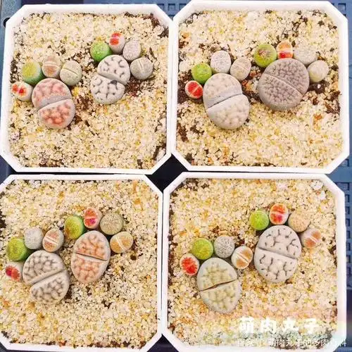 多肉界的萌主生石花,pp肉肉,如何养好生石花呢?