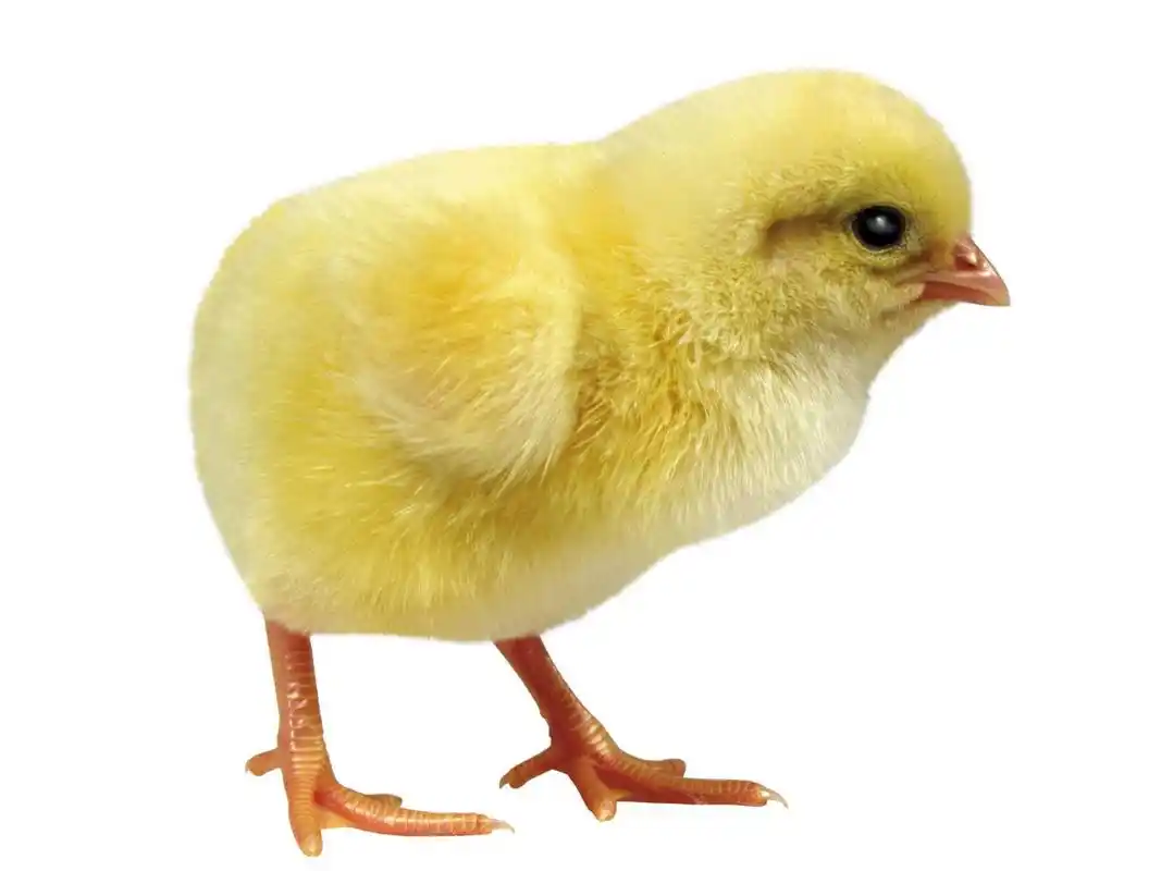 毛茸茸的小鸡桌面清晰背景图片(二)-动物壁纸-手机壁纸下载-美桌网