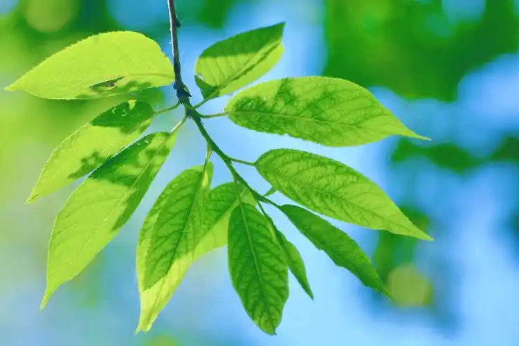 翠绿的稠李叶子原创拍摄