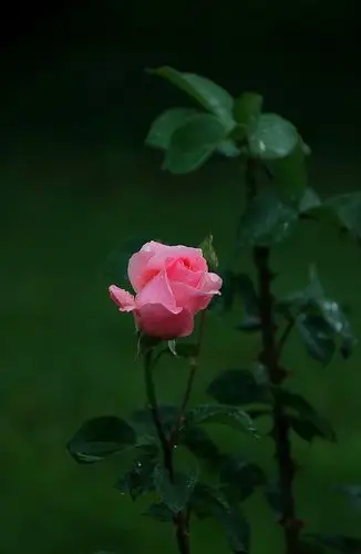 雨中玫瑰 (raining in rose garden)