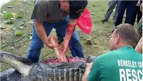 实拍鳄鱼吃人事件场面血腥女大学生被肢解活吞