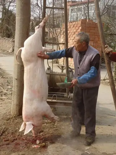 洛阳春节图片 - 竹林青青,微风徐来 - 民俗学博客-folklore blogs -中