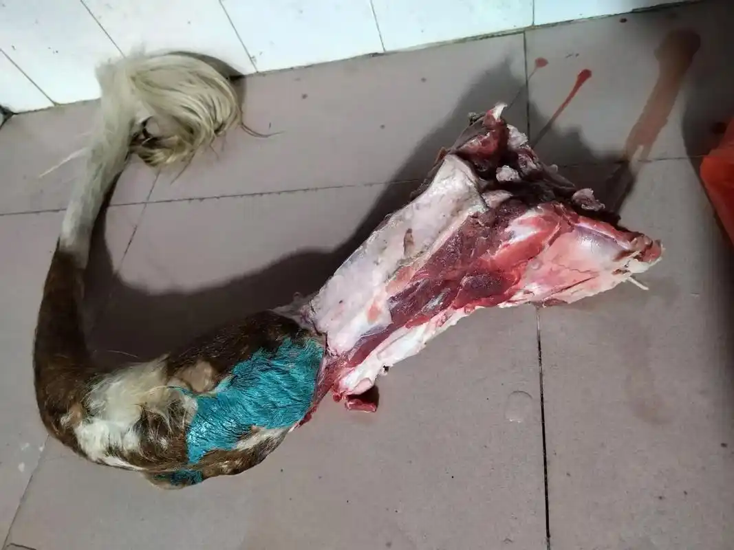屠宰场一手货源批发.牛尾巴,各部位新鲜牛肉,新鲜牛杂,包装牛 - 抖音