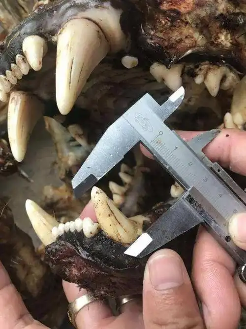 最直接的鉴别老虎牙的方法