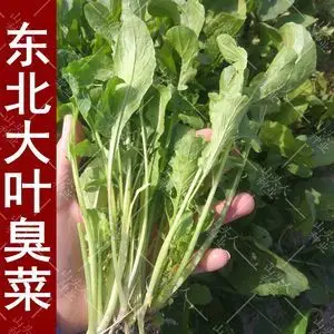 大叶臭菜种子 味香独特爽口 春季秋季阳台菜园盆栽蔬菜籽臭菜种子