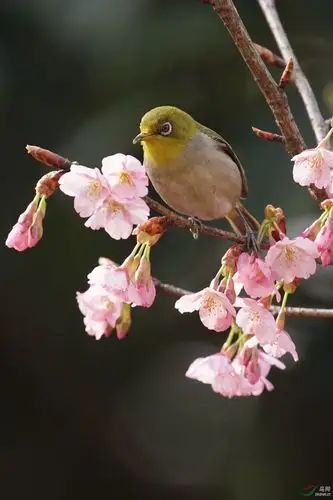 1500_2250竖版 竖屏