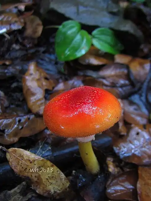 红托鹅膏菌 amanita rubrovolvata