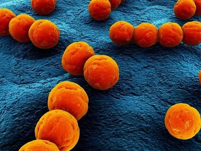 球菌图片_全景网