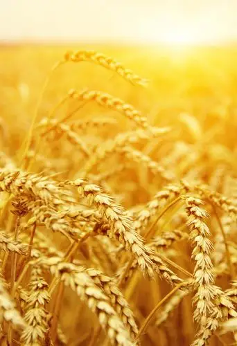 关键词:手势黄昏丰收蓝天白云与麦穗图片蓝天白云麦穗麦田风景麦子