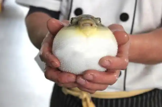 无毒河豚上市,真的可以放心吃吗?一定要注意这一点