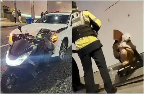 韩国江南奔驰女,酒驾撞死人后抱狗旁观,韩国网友"无人性"_事故_小狗