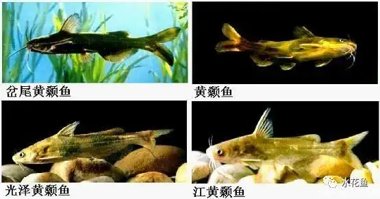 中国淡水鱼类共有1050种分属18目52科294属经济价值较高有110余种纯