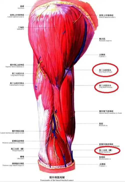 肩关节肱二头肌的解剖学特点是怎样的有哪两个头有什么作用毗邻结构有