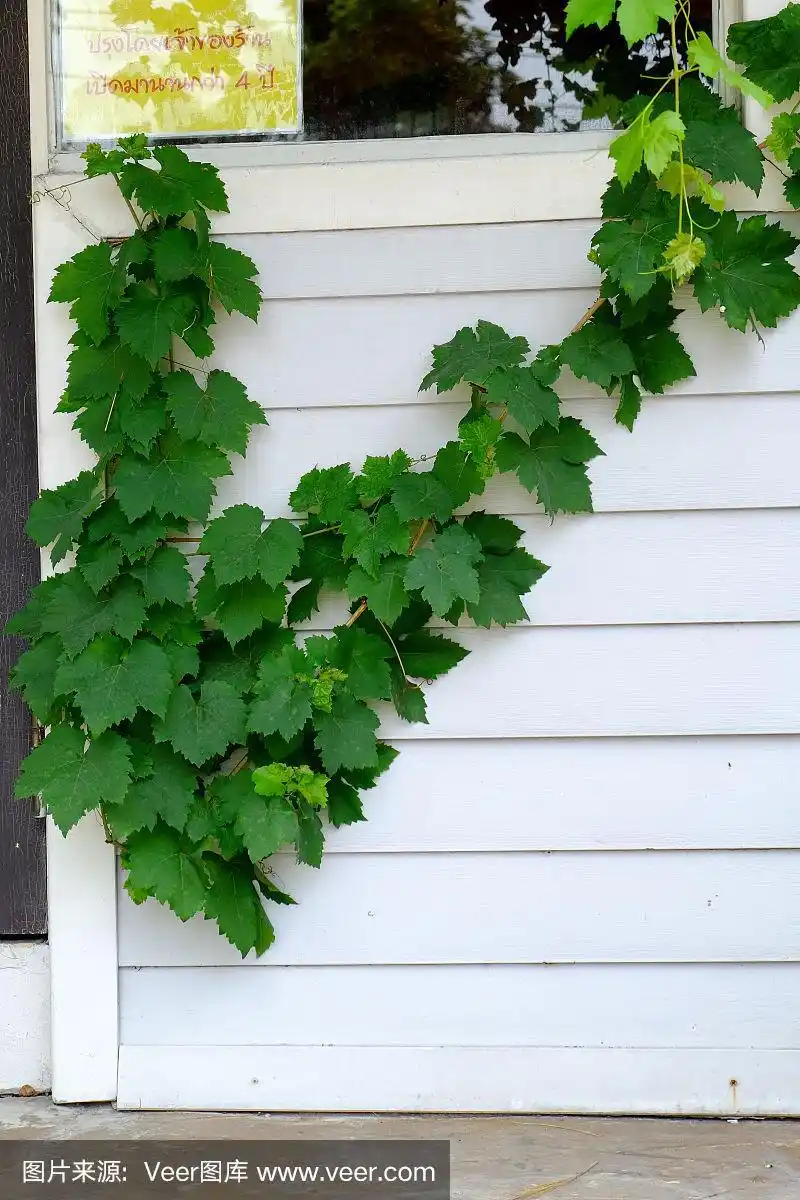 清新,有蔓植物,国境线,垂直画幅,葡萄酒厂