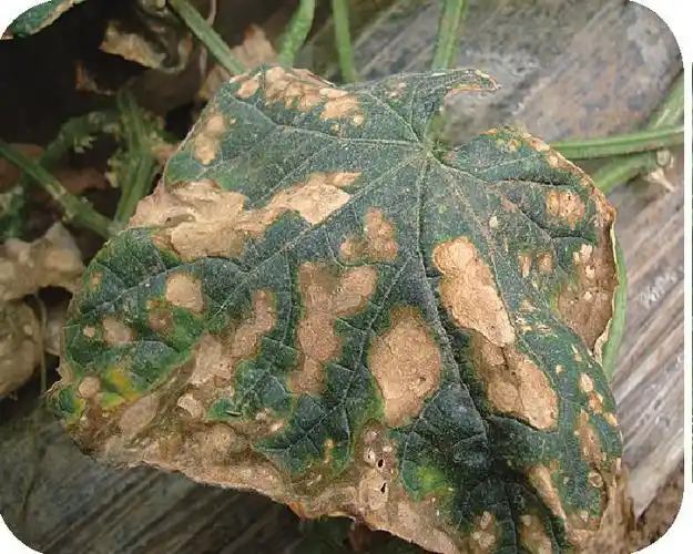 黄瓜长孺孢圆叶枯病