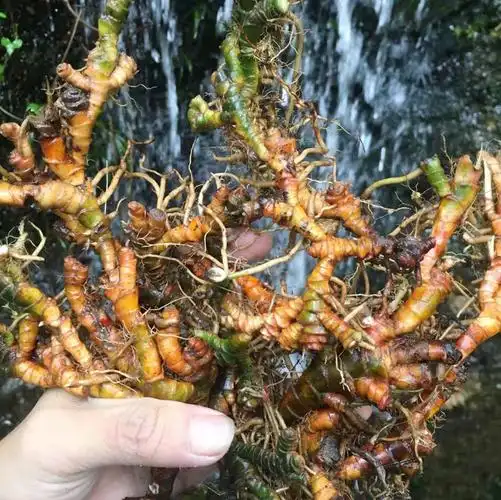 北京同仁堂 原料野生深山石菖蒲石菖卜中药材山菖蒲石昌蒲个片九节