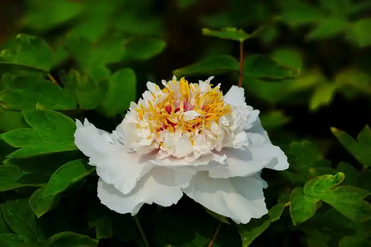 寓意吉祥富贵美好幸福的象征.