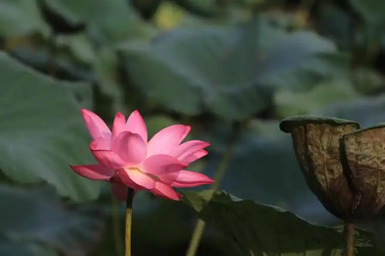 佳能eos 650d 单反套机(e.