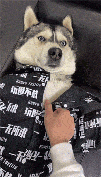 二哈被主人强制脱掉衣服还.狗子却是这个反应,太沙雕了