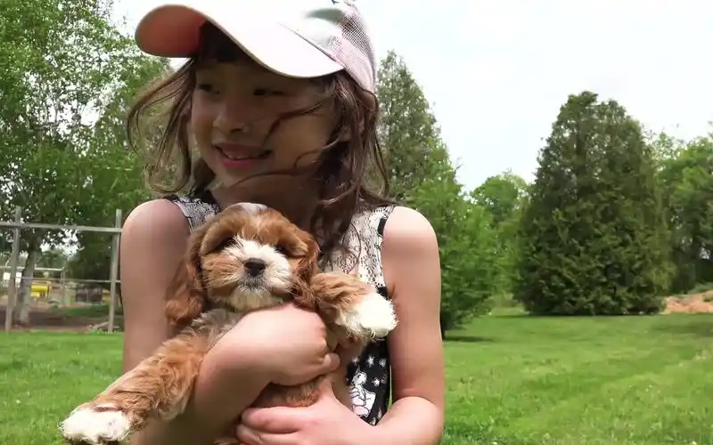 【中加混血萌娃的日常】人类幼崽与汪星人朋友的初次会面(去接可爱的