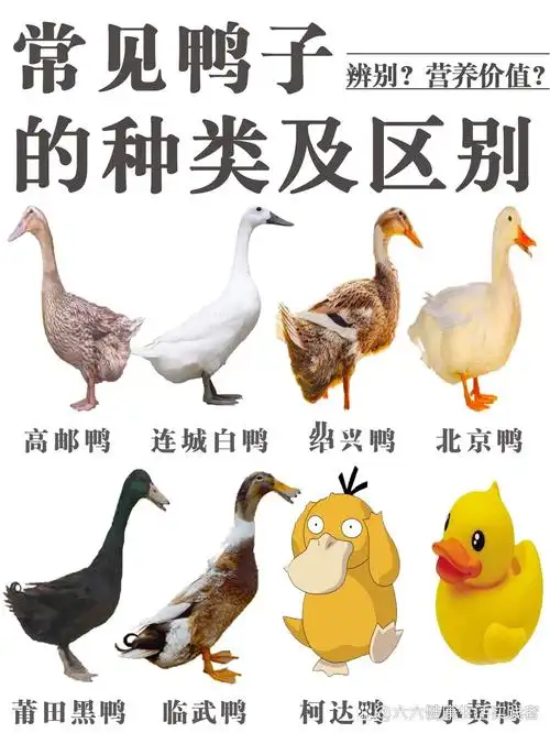 常见鸭子,今天一次性讲清楚!