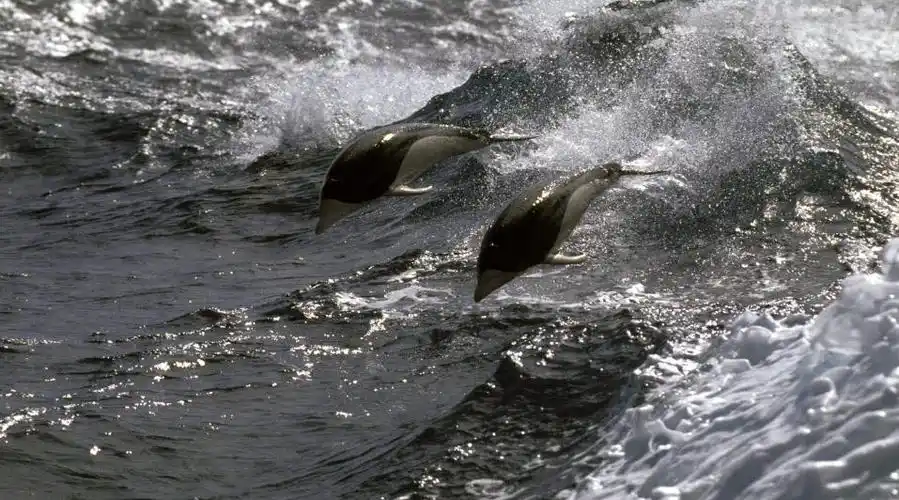 p>南露脊海豚(学名: i>lissodelphis peronii /i>) a target="_blank