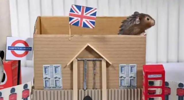 创意满满!主人用纸板为仓鼠制作迷你白金汉宫