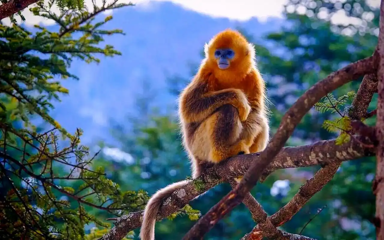 世界上一种非常奇特的生物:金丝猴  在自然界中,动物从海洋中最早