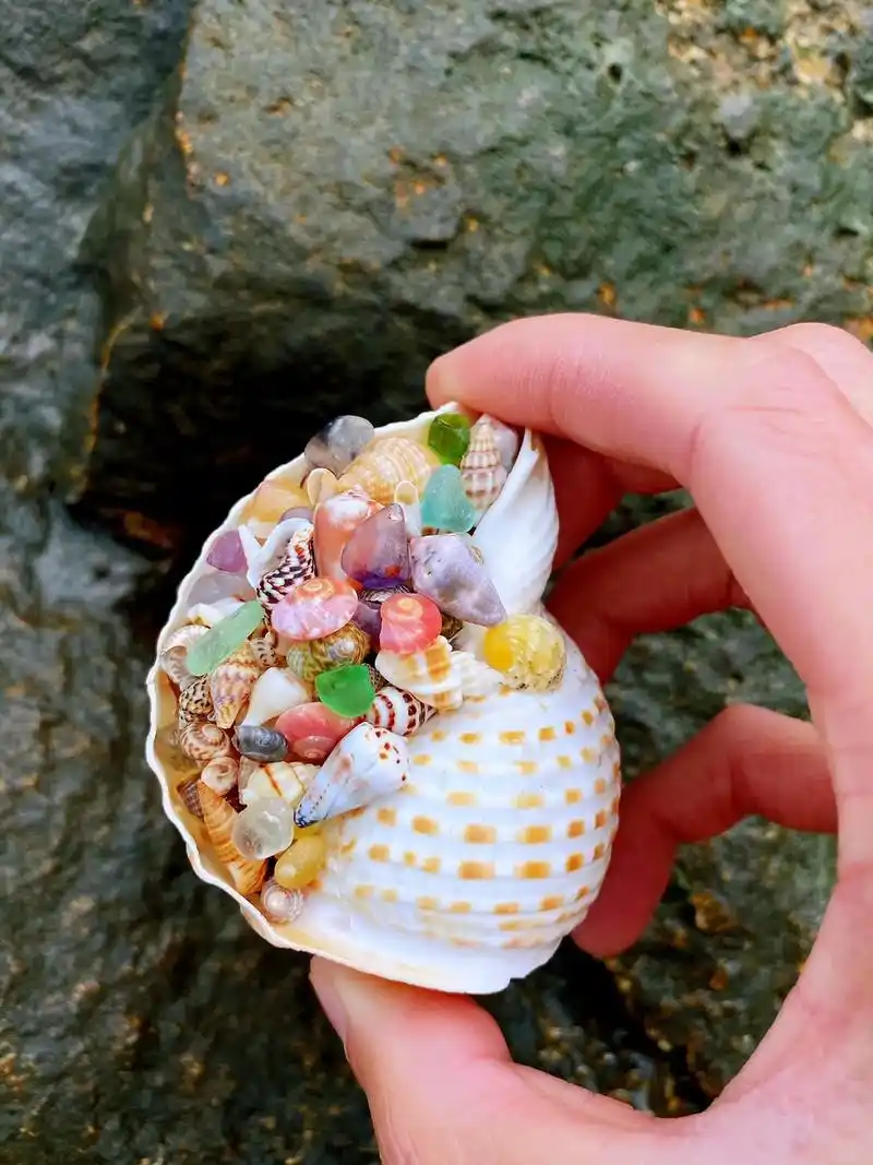 周末踩点厦门贝壳沙滩拍的几张贝壳海螺图片