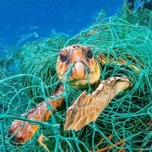 专栏评论如果海洋毁灭了人类还能生存吗