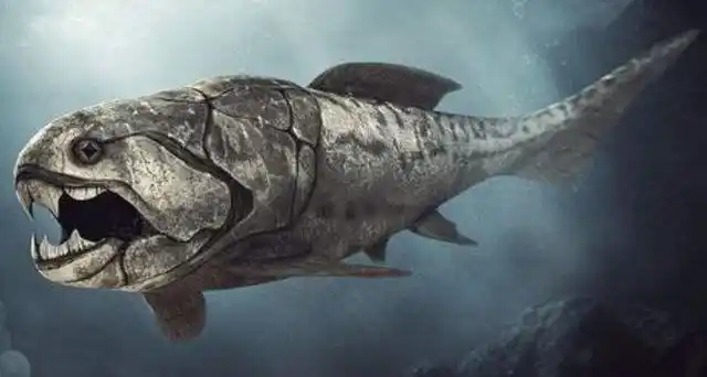 邓氏鱼和巨齿鲨谁更厉害?