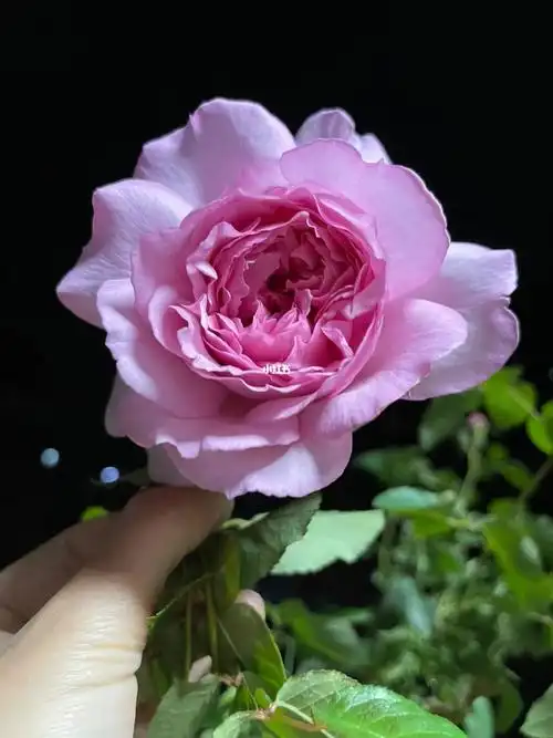 夜色下的新浅樱桃