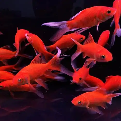 草金鱼活体观赏鱼冷水鱼锦鲤鱼苗淡水小型鱼红鲫鱼孔雀